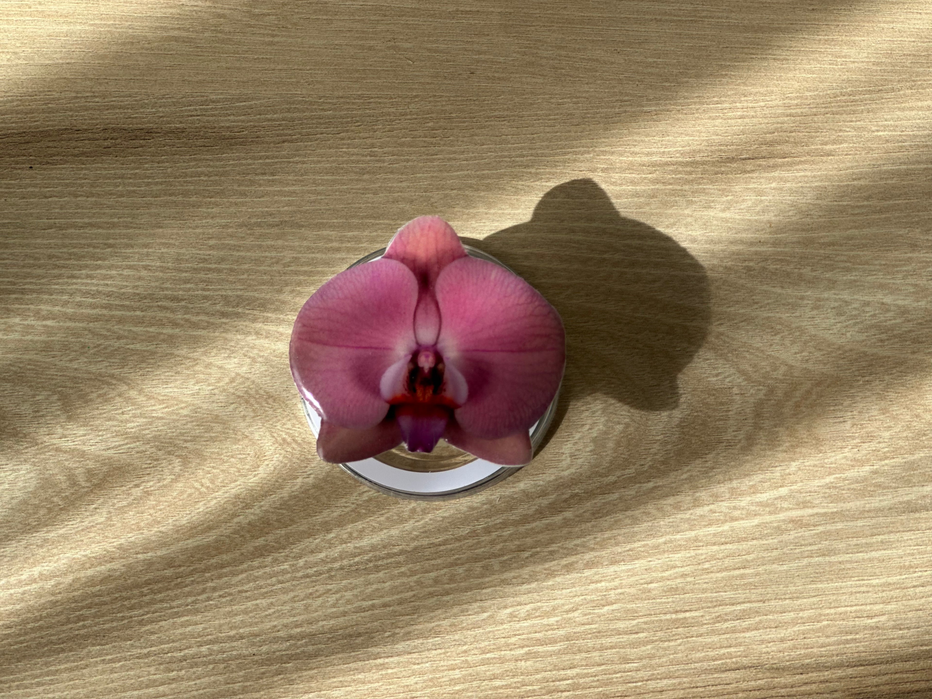 #04 Holder PopSocket - Colección Florecer - Rosada