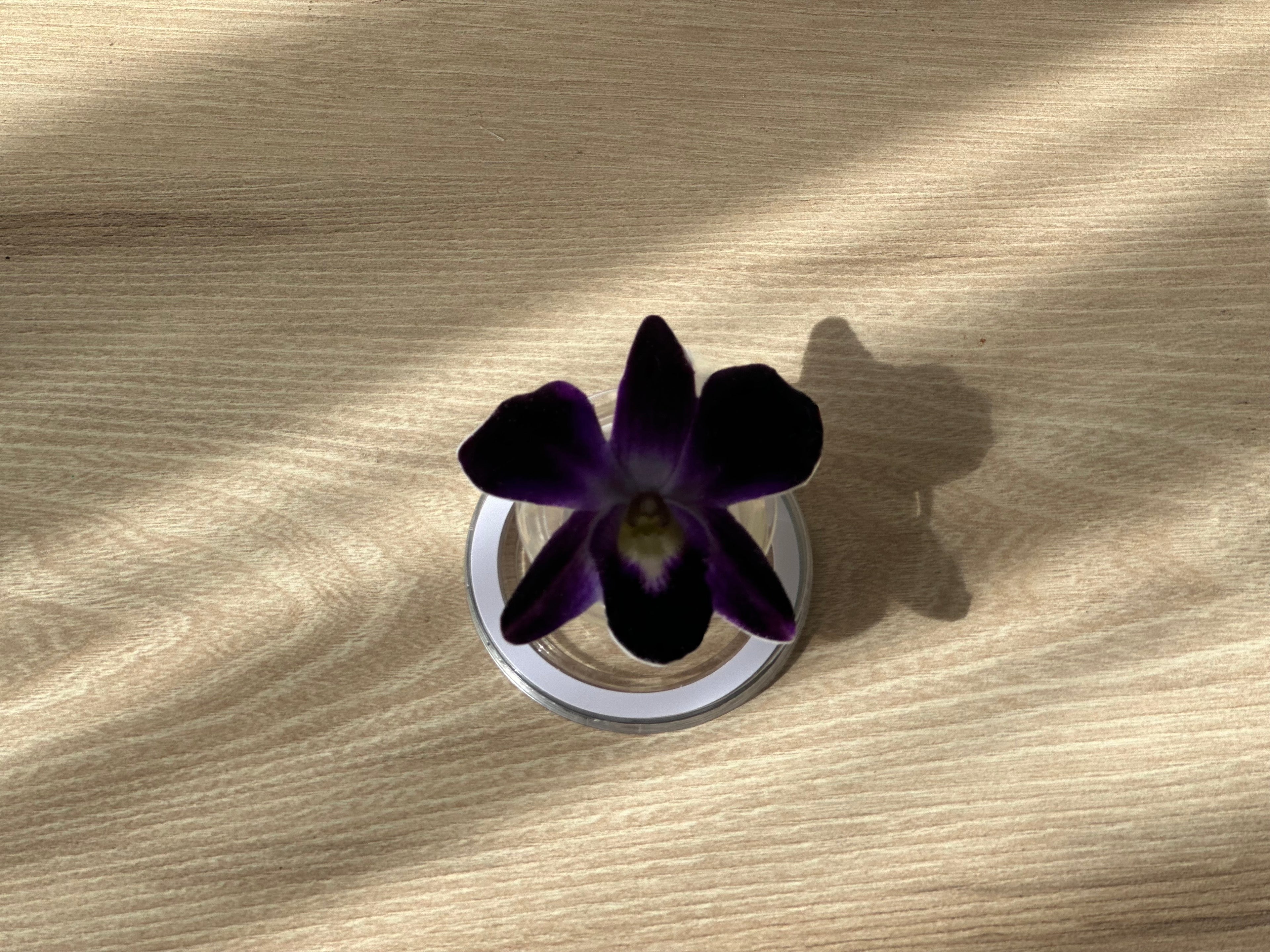 #05 Holder PopSocket - Colección Florecer - Morada