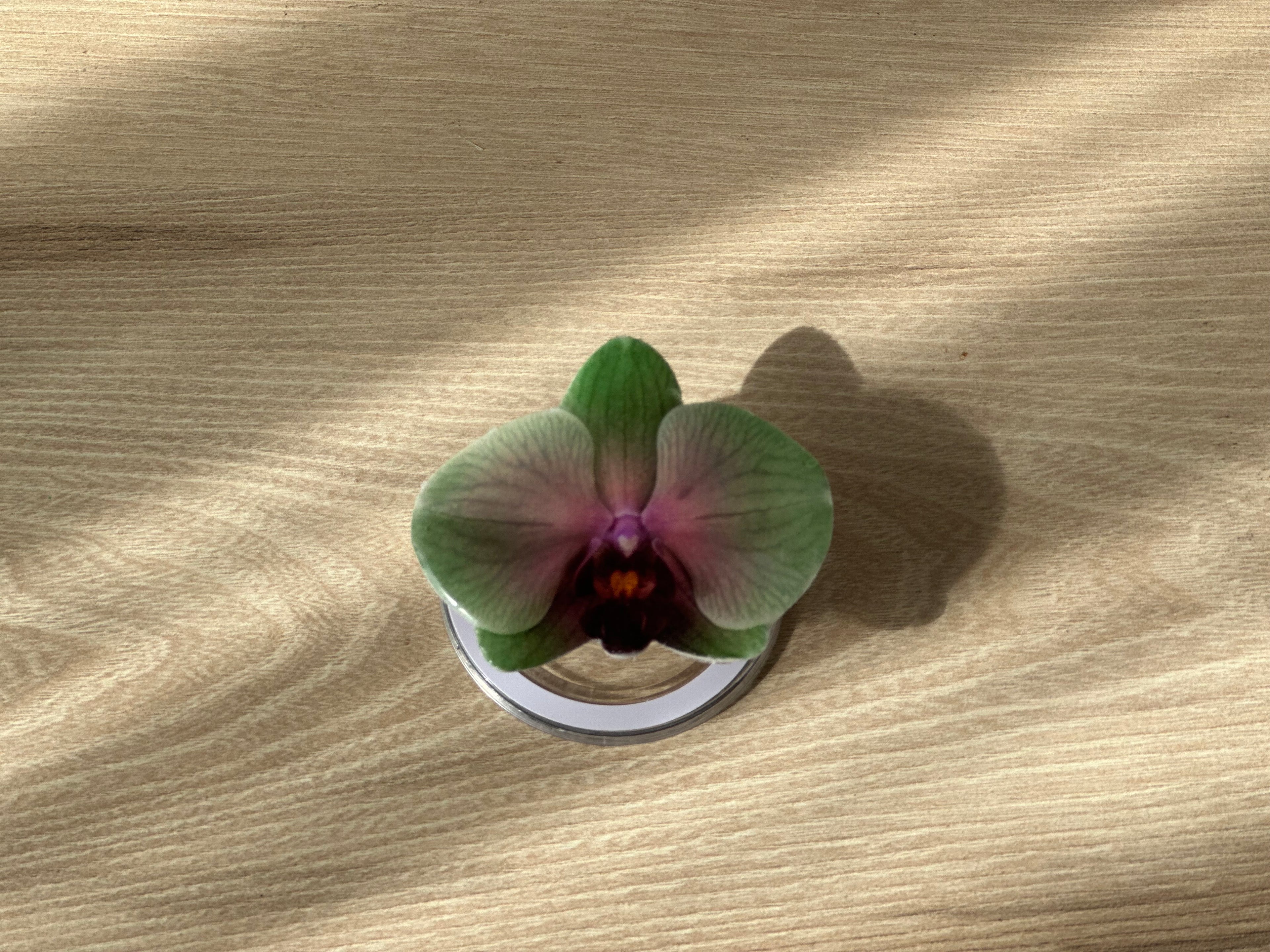 #03 Holder PopSocket - Colección Florecer - Verde
