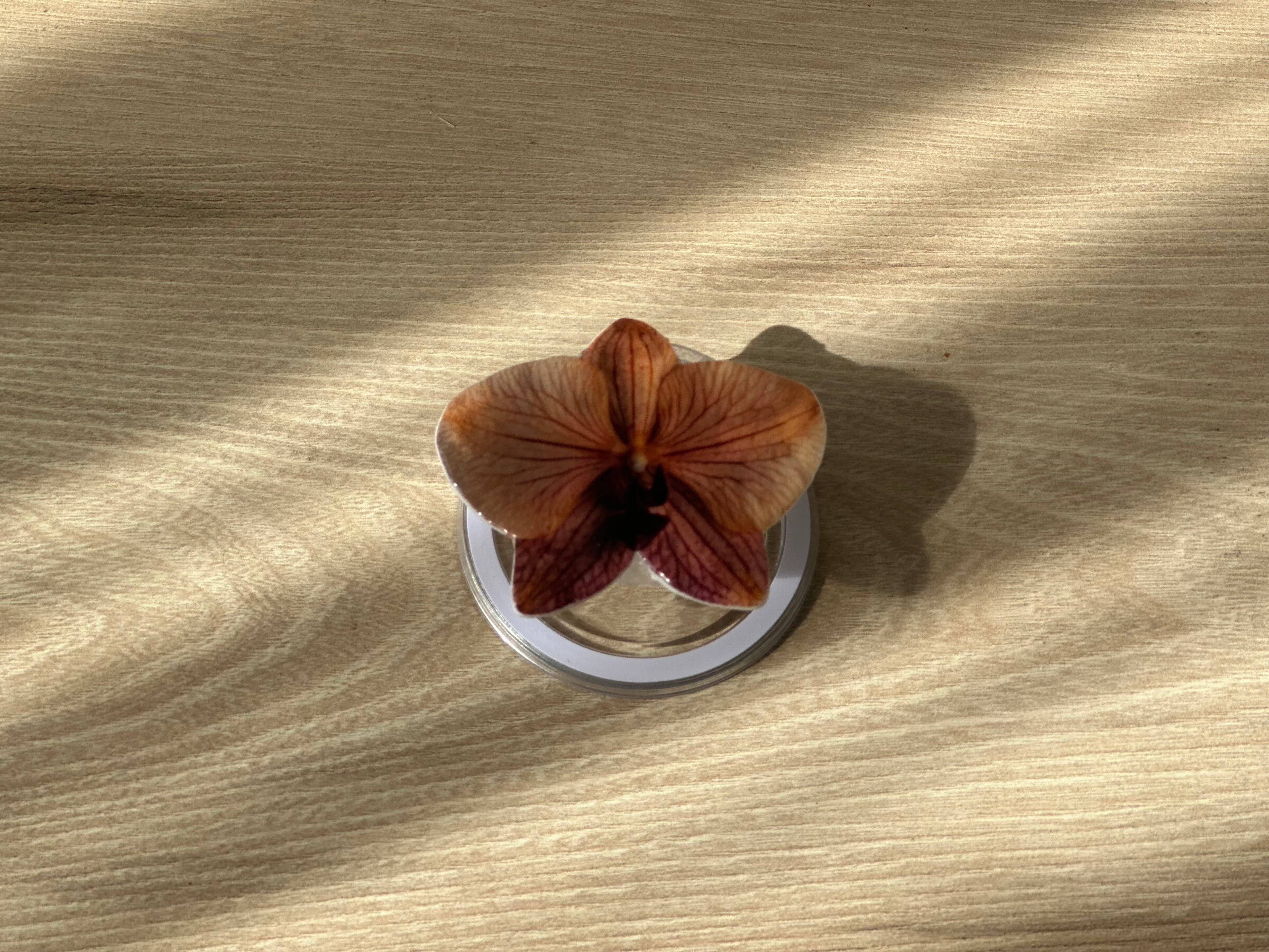 #01 Holder PopSocket - Colección Florecer - Naranja